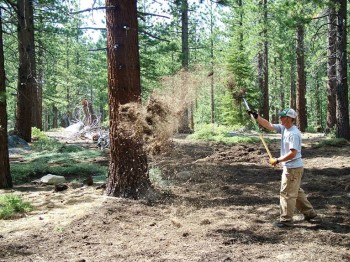 Hand application of pine needle mulch